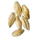 モルト - フロアモルテッド ボヘミアン ピルスナー - 5 ポンド Brewmaster Malt - Floor Malted Bohemian Pilsner - 5 lb