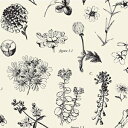 GKgȐAŃMtgbsO邽߂̃ueBbNvgeBbVy[p[AeBbVy[p[-24̑傫ȃV[gA20x30 Rustic Pearl Collection Boutique Printed Tissue Paper for Gift Wrapping with Elegant Botanical Illustrations