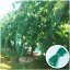 CandyHome 13ե x 33ե Ļå奬ǥͥå  ʪ  ̼  û  Ѳǽʥե󥹡꡼ CandyHome 13Ft x 33Ft Anti Bird Protection Mesh Garden Netting Seedlings Plants Flowers Fruit Trees