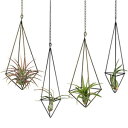 DaheynMOGAvgz_[-4pbNA2TCY^GAvgbNeBWAnK[fBXvC`F[tqWFgbNv^[fpȉƂ̑AuY Dahey Hanging Air Plant Holder- 4 Pack, 2 Sizes Metal Airplant Ra