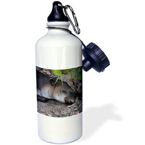 3dRose wb_178583_1 pbg̉ŖĂoÑN[Y Abv X|[c EH[^[ {gA21 IXA}`J[ 3dRose wb_178583_1 sleeping tapir under palmetto close up Sports Water Bottle, 21oz, Multicolored