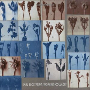 洋書 The MIT Press Hardcover, Karl Blossfeldt: Working Collages