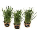 Easy Cat Grass Kit (3 Pack) – Just Add Water. Includes Certified Organic Non GMO Wheatgrass Seed, Fiber Soil, Cups, Chalkboard Labels Chalk. Your Pets Will Love This. Microgreen Pros Easy Cat Grass Kit (3 Pack