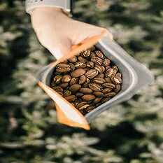 100% ǧꥸޥ ֥롼ޥƥ ҡ 5 ݥ (ե륷ƥ ) 5 lbs of 100% Certified Jamaica Blue Mountain Coffee (Full City Roast)