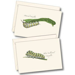 Earth Sky + Water - Caterpillar A\[gg m[gJ[h Zbg - tuNJ[h 8  (2 X^Ce 4 ) Earth Sky + Water - Caterpillar Assortment Notecard Set - 8 Blank Cards with Envelopes (4 each of 2
