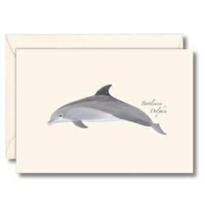 Earth Sky + Water - ohECJ m[gJ[h Zbg - tuNJ[h 8  Earth Sky + Water - Bottlenose Dolphin Notecard Set - 8 Blank Cards with Envelopes