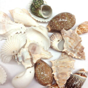 PEPPERLONELY 6 OZ Drilled Sea Shells (#10 Small Mix Shells, 1.5~2 Inch)