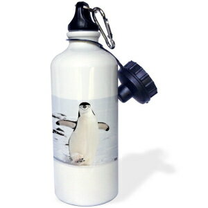 3dRose Chinstrap Penguin walks in Aitcho Islands - Sports Water Bottle, 21 oz, White