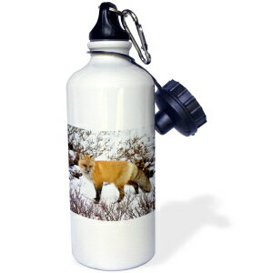 3dRose Red Fox in Winter, Wildlife Area, Churchill, MB, Canada Sports Water Bottle, 21oz, Multicolored