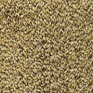 モルト - ブリース - ブルワーズモルト 2 列 (50 ポンド袋)、ブラウン (1928C) Malt - Briess - Brewers Malt 2-Row (50 lb Sack), Brown (1928C)