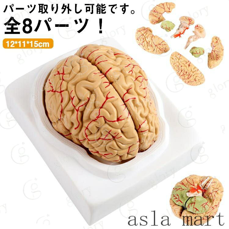 頭蓋骨 学習 高性能 勉強 医学 全8パーツ取り外し可能 立体 脳 脳モデル 断面 脳みそ 模型 大脳 学習 脳模型 解剖 仕組み 人体模型 医療 断面図 図鑑 医師 医学生 神経学 テスト 脳解剖模型