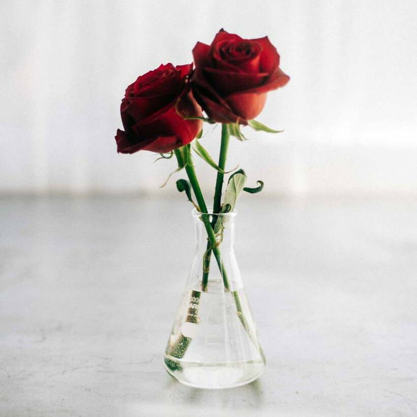 花瓶 フラワーベース 日本製ガラス シンプル 花器 理化学品 HARIO ハリオ 三角フラスコ 300mL (水やり道具特集) (開店22th記念対象)