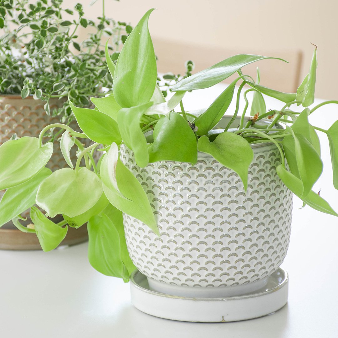 Rakuten - 植木鉢 ソーサー付き ニードポットA Lサイズ 直径12cm 4号相当 釉薬陶器鉢 底穴あり 室内用