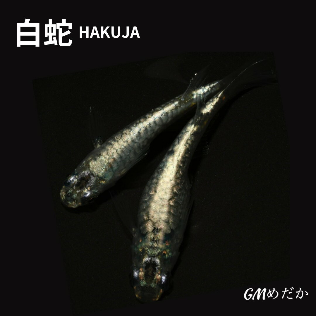 白蛇 大川系カガミ鱗 大粒ラメ1匹から購入可能 GMめだか 生産者直送 検索用:成魚 稚魚 若魚 生体 ペア ..