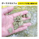 【送料無料】ポーラスモルフォ 1KG バクテリアが喜ぶ最強ろ材 水質浄化 安定 濾過 濾材 らんちゅう 熱帯魚 金魚 錦鯉 メダカ めだか GMめだか(4)