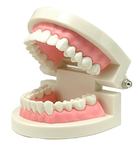 楽天GOBLUE歯列模型 歯形模型 歯磨き指導模型 学習用小型モデル