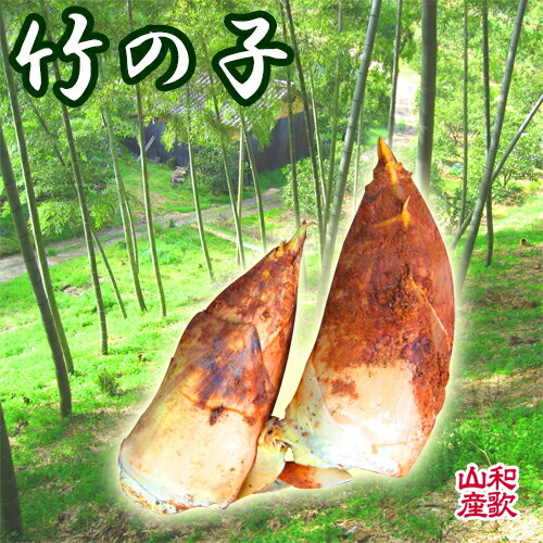 たけのこ（筍） 2kg 【朝掘り】産地直送、竹の子、掘りたてをお送りします 【送料無料】 春の山菜、旬..