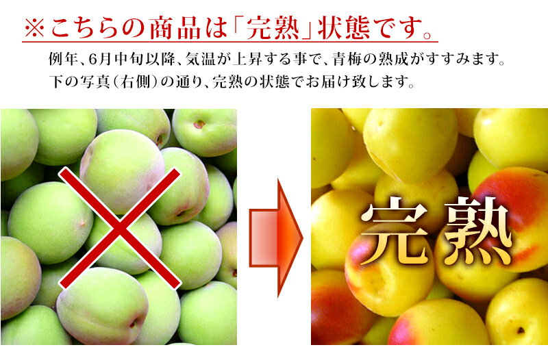 完熟 青梅、高梅（なんこう） 5kg訳あり 【送料無料】 完熟 青梅 高梅（なんこう） 和歌山 ウメ うめ 梅酒用の完熟青梅、完熟青梅シロップ用、梅干用の完熟青梅、紀州南高梅、完熟の青梅、追熟を待たなくていい完熟の青梅。加工が楽な完熟青梅【smtb-k】【ky】