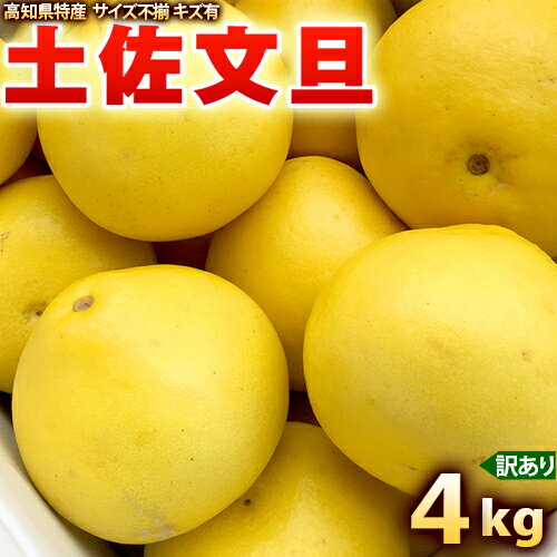 土佐文旦 4kg （Lから2L） 【送料無料】 ぶんたん ブンタン 、キズ有り、大玉サイズ不揃い、訳あり品をお届けします。グレープフルーツ好きにオススメ【smtb-k】【ky】【marathon201305_】