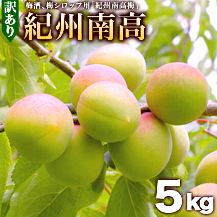 青梅、紀州南高（なんこう）青梅、5kg 【送料無料】 わかやま県産の青梅、訳あり南高青梅。南高青梅は梅酒や梅シロップに最適な青梅。こちらの青梅は送料込み産直。青梅は贈り物に良く、南高青梅は青梅の香りが特に良い。安心の取り寄せ青梅【smtb-k】【ky】