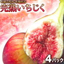 いちじく 生 4パック 1.5kg 完熟 イチジク 訳あり 和歌山 無花果 生食用 いちじく 無添加 ...