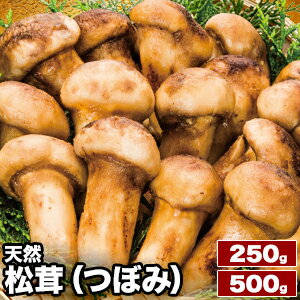 250g or 500g 天然松茸(つぼみ) 松茸 まつたけ マツタケ 天然松茸 高級松茸 天然 秋の味覚 希少 高級食材 旬 山の幸 きのこ キノコ つぼみ 土瓶蒸し 和食 冷凍食品 コスパ ギフト 贈答品 贈り物 お中元 お歳暮 お取り寄せ 贅沢 グルメ 全国送料無料 ごちそうマーケット