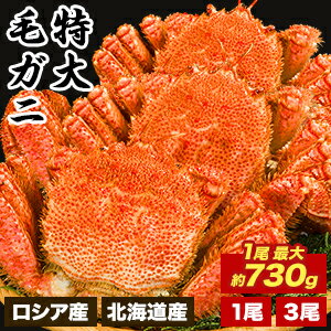 【期間限定SALE中】北海道産 1尾 約730g or 北海道産 3尾 約2.2kg or ロシア産 3尾 約2.4kg 特大ボイル毛ガニ 国産 北海道産 毛蟹 毛ガニ カニ かに 蟹 ボイル済み ボイル毛ガニ かに茹で済 姿 カニみそ 蟹みそ 全国送料無料 ごちそうマーケット