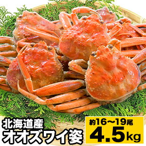 【期間限定SALE中】約16~19肩 4.5kg 北海道産オオズワイガニ姿(ボイル済み) 国産 北海道産 海鮮 海の幸 ずわいがに ズワイガニ オオズワイガニ ずわいがに姿 カニ 蟹 かに茹で済 ボイルズワイガニ 蟹味噌 かにみそ 全国送料無料 ごちそうマーケット