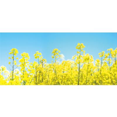 Rakuten - 菜の花　ディスプレイシート　サイズ約87×200cm　菜の花畑