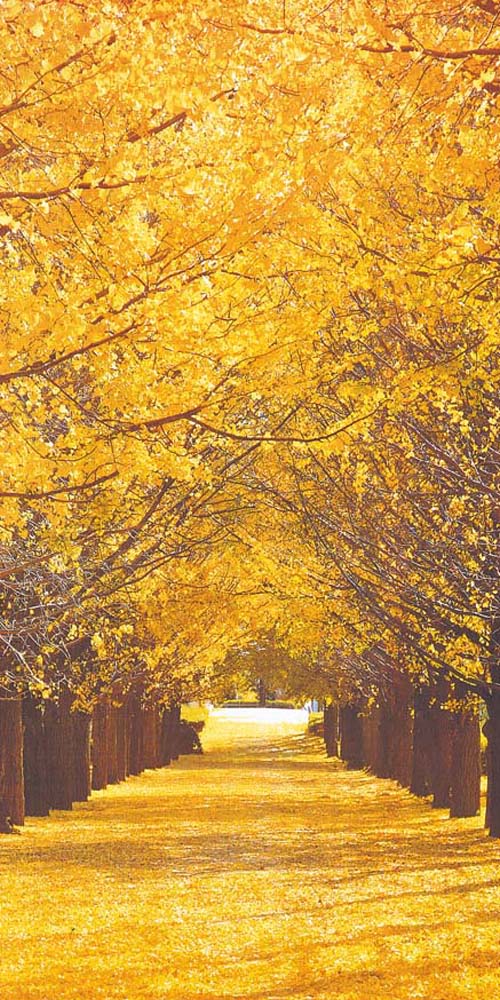 秋の装飾　ディスプレイ　タペストリー　銀杏並木　H180×W90cm　色々なシーンで使える　上下パイプ・上..