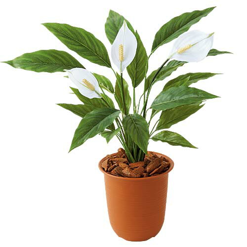 スパッティフィリウムブッシュ　夏の装飾　南国植物ディスプレイ　※ポット・土は付いておりません　【..