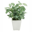 観葉植物 造花 ディスプレイ ミニポットフィットニア 20cm 12個セット販売 オフィス・店舗で人気(4)