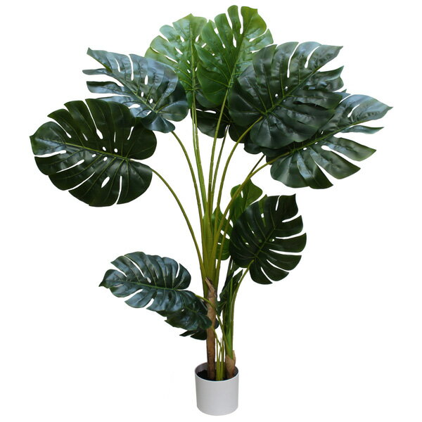 楽天市場】モンステラ 150cm 送料無料 観葉植物の通販 楽天市場】モンステラ 150cm 送料無料 観葉植物の通販