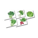 横型イラスト野菜の種子 野菜の種 5種類アソート取混ぜ 話題のタネをまき、笑顔の花を咲かせる 園芸 家庭菜園 販促品・景品・ノベルティ・粗品・記念品