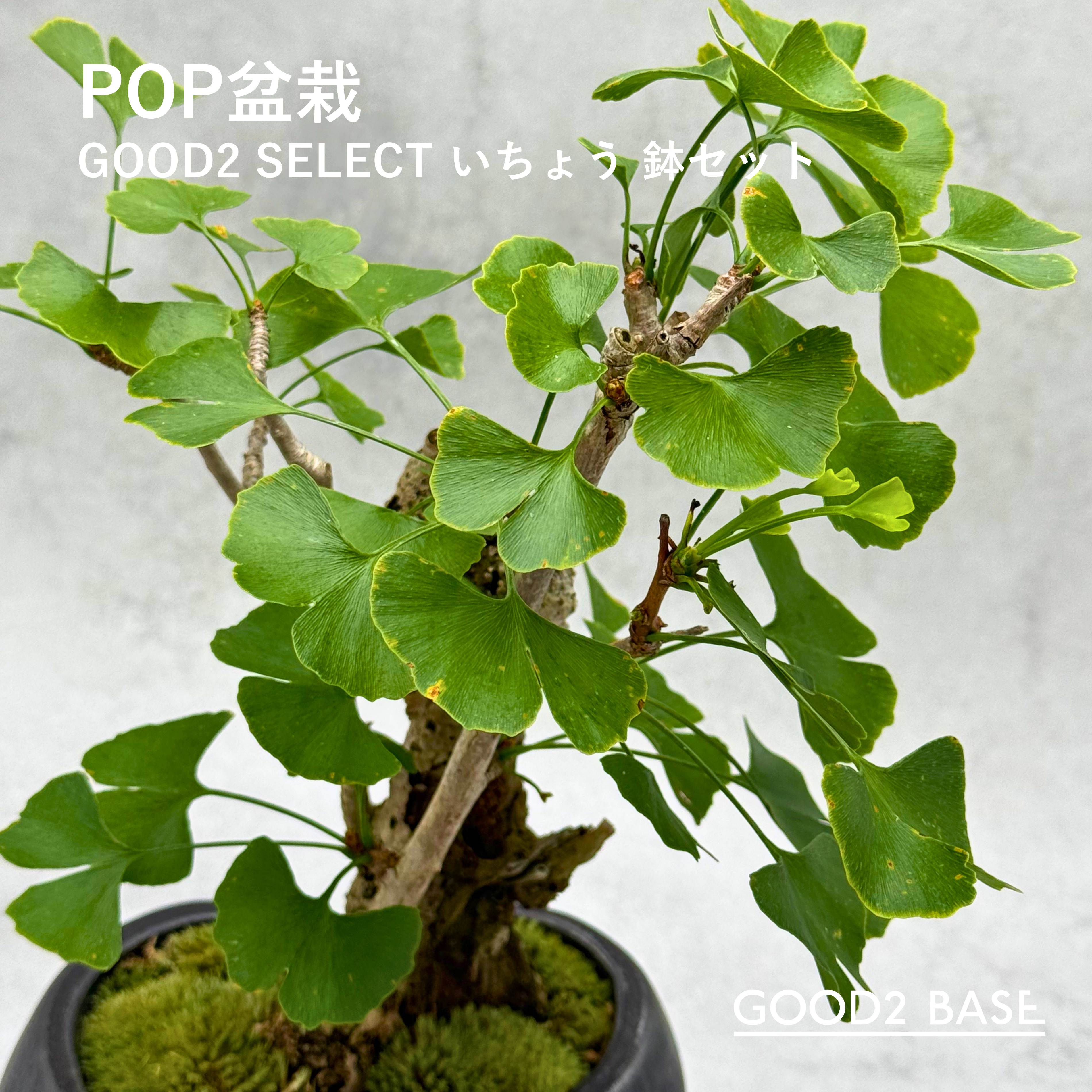 POP盆栽 いちょう 鉢セット 観葉植物 GOOD2SELECT