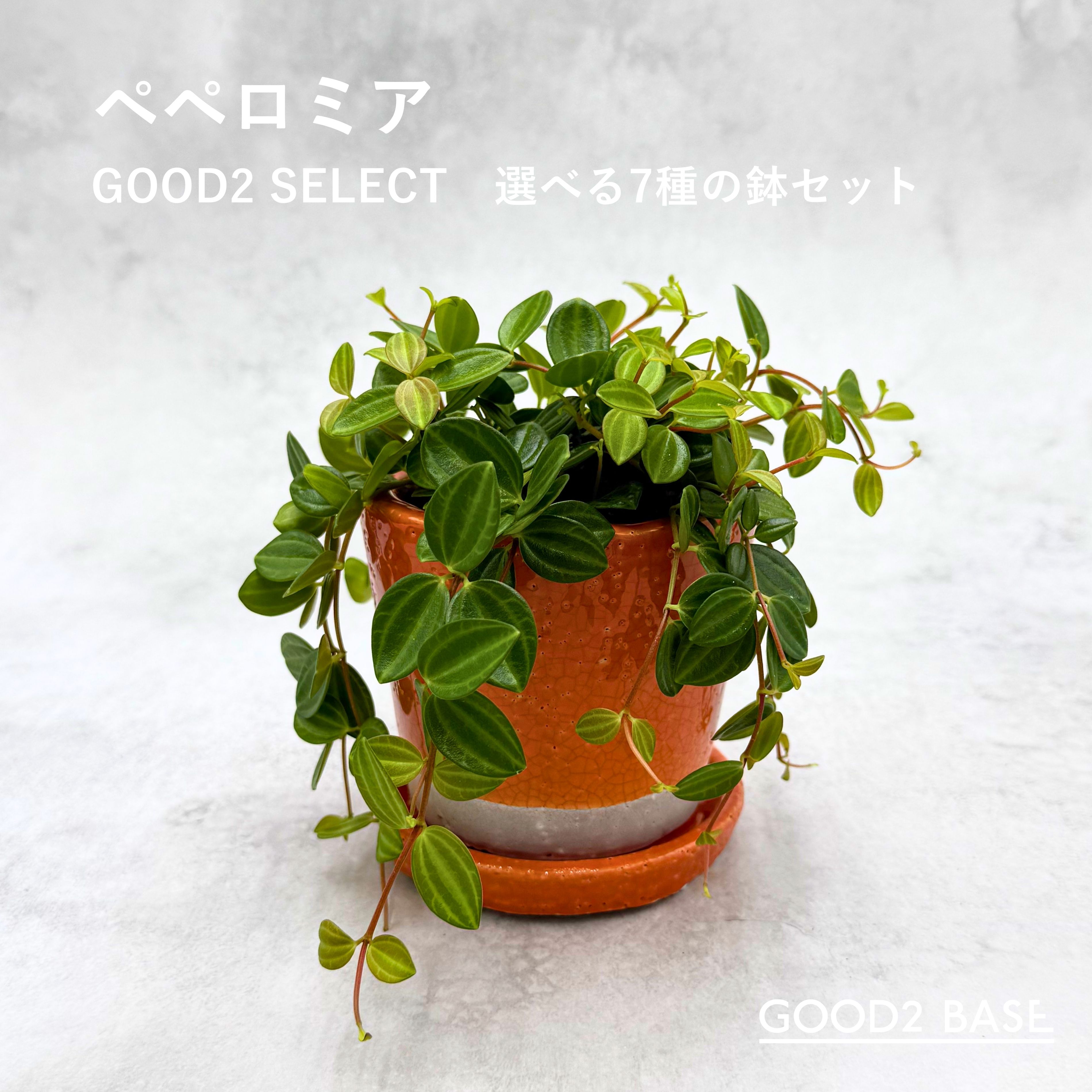 楽天市場】ペペロミア ミニの通販