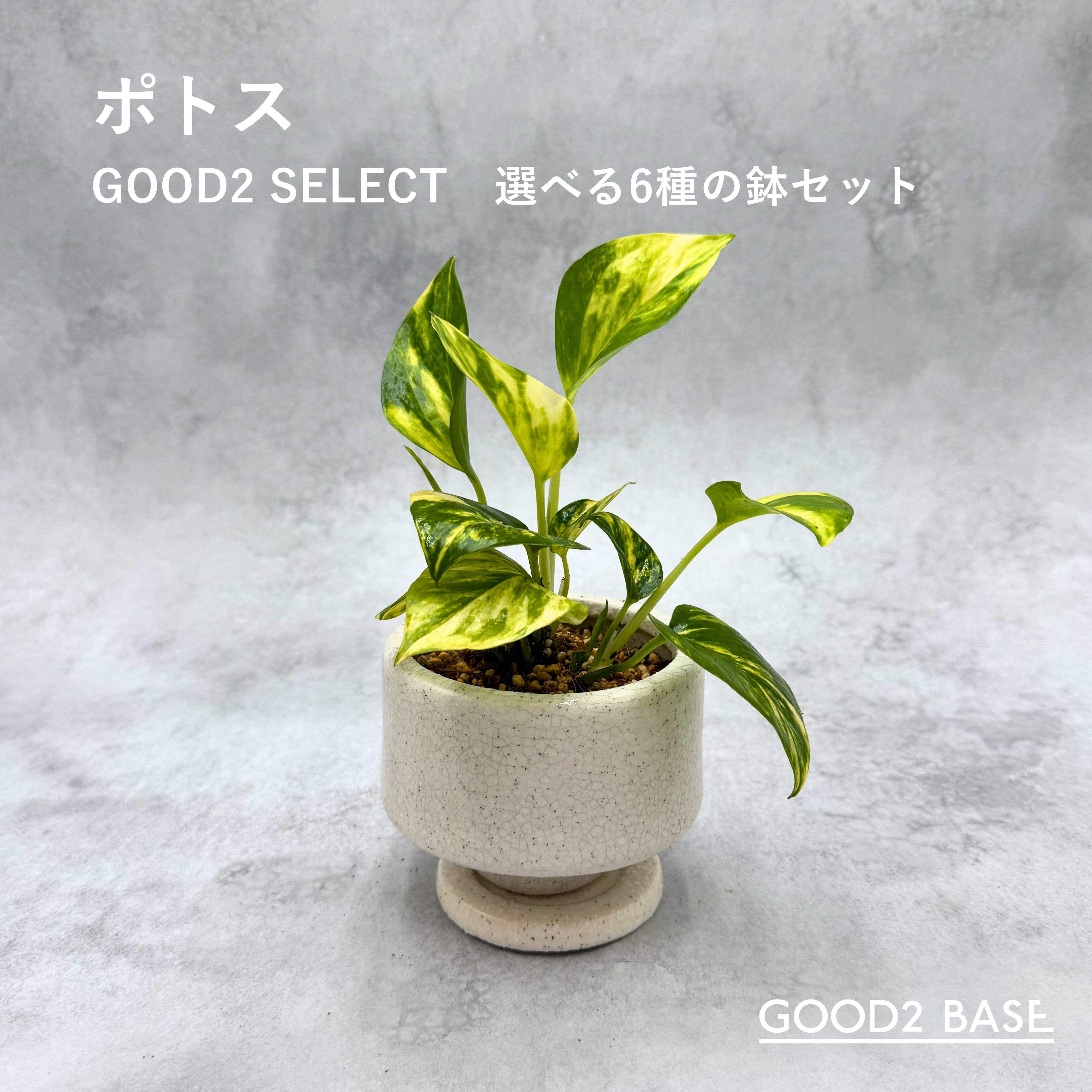 ポトスGOOD2SELECT選べる...