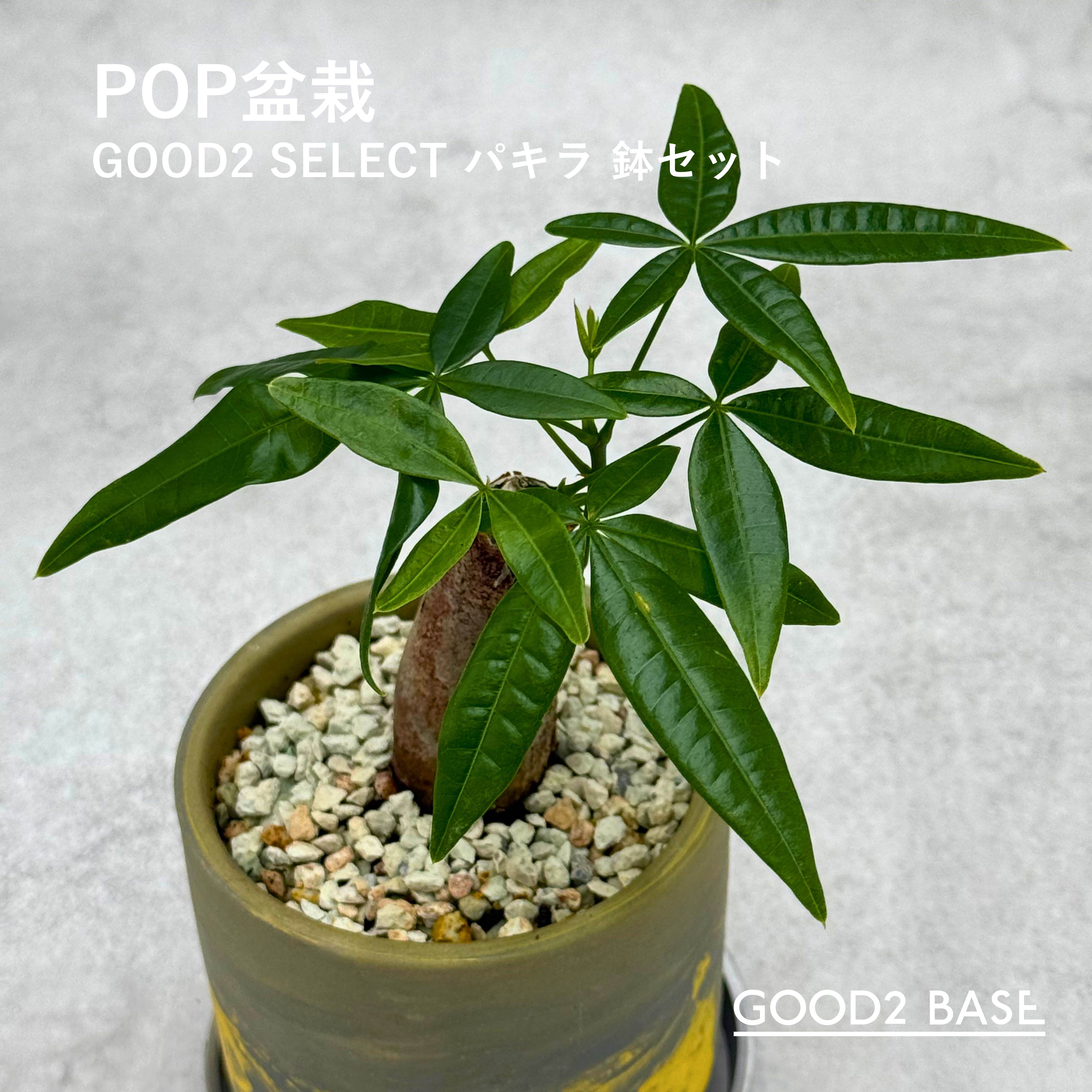 「POP盆栽 パキラ 鉢セット」は、窓ぎわなどの日当たりの良いところと風通しの良い室内での管理がおすすめのPOP盆栽です。パキラは、室内空間に自然の美しさを加えることができます。ポップなデザインの盆栽は、インテリアとしても目を引く存在であり、新鮮な印象を与えます。GOOD2SELECTの商品は、一点ものとしての価値を持ち、他にはない特別なアイテムです。