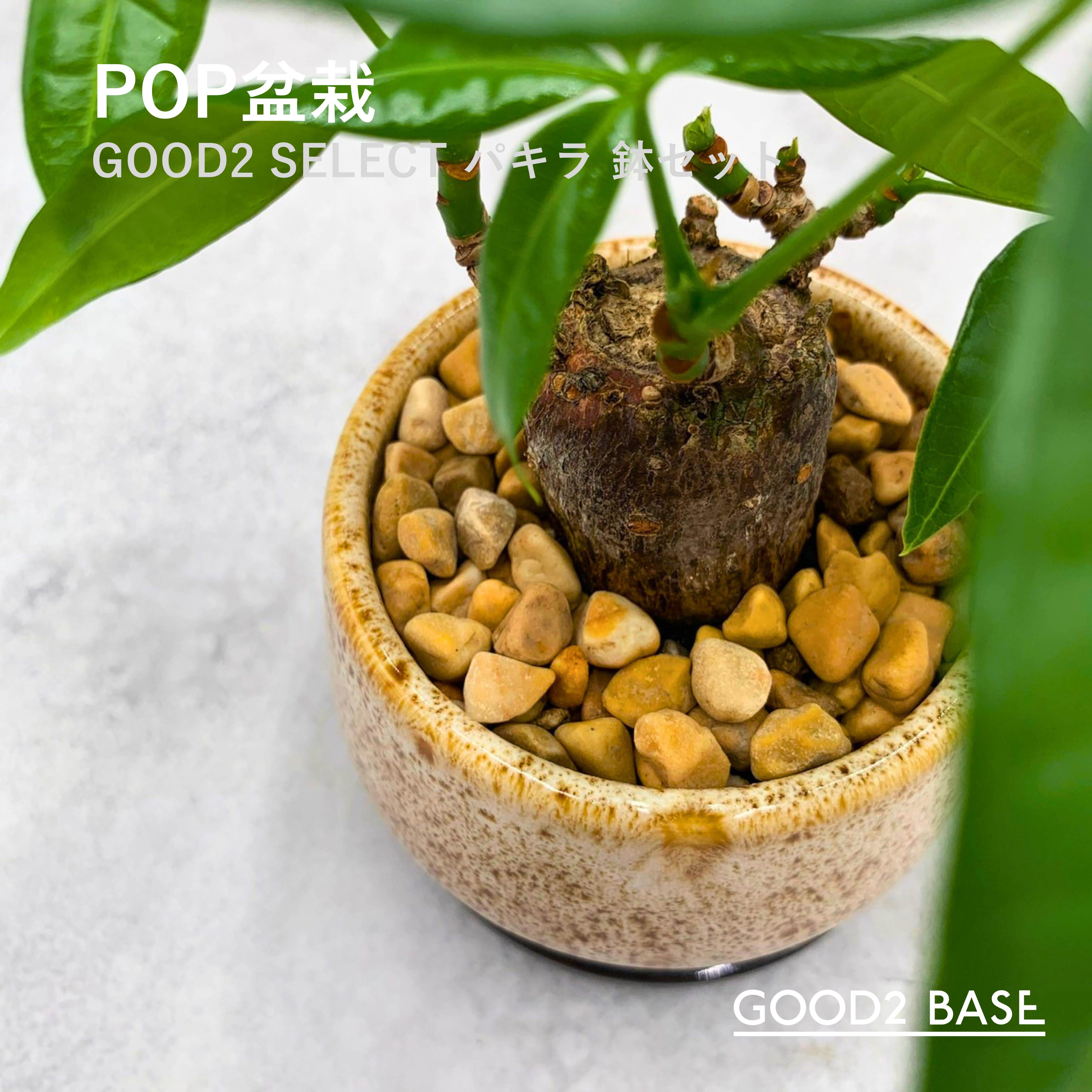 POP盆栽パキラ鉢セット観葉植物G...