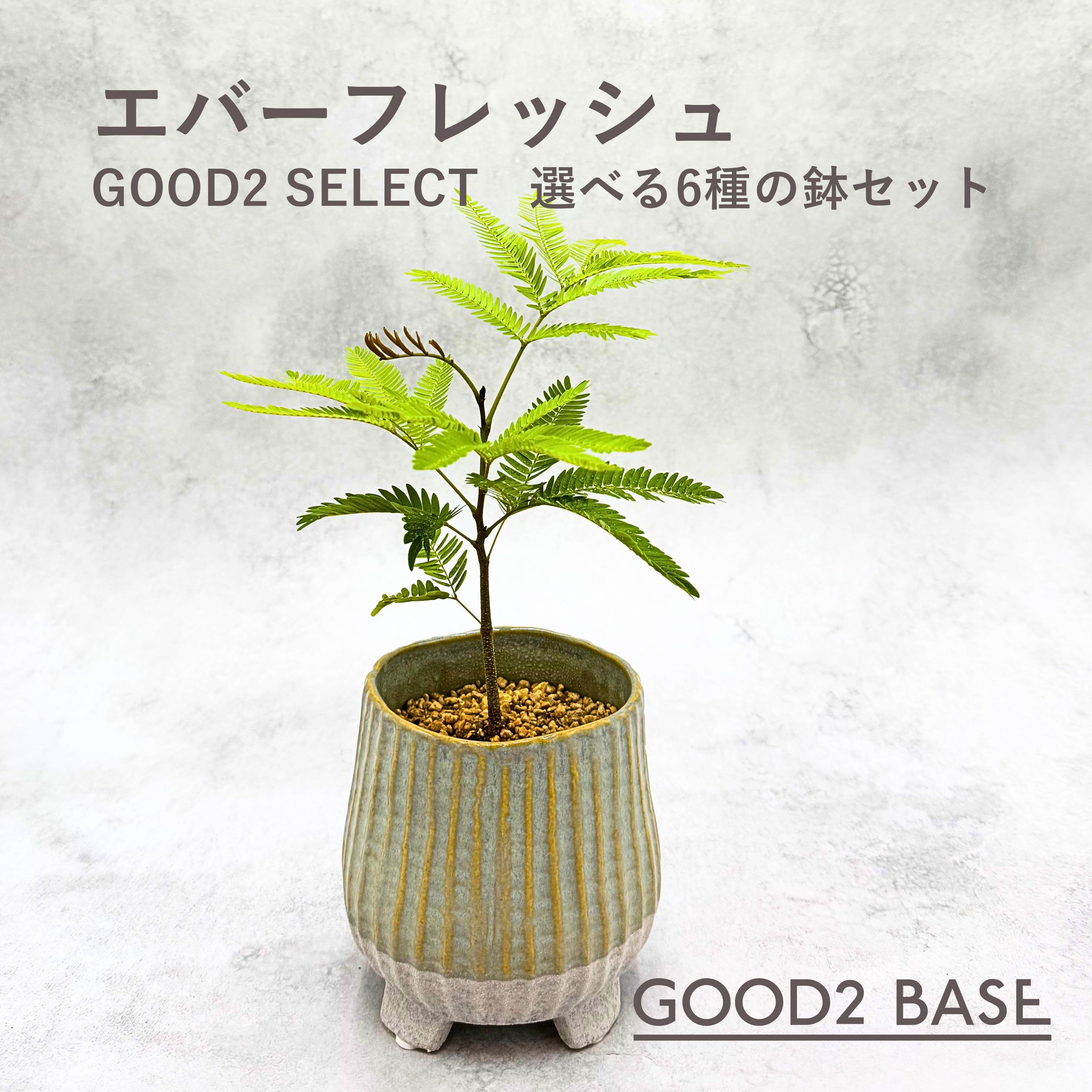 楽天市場】エバーフレッシュ（サイズ（植木鉢）～ 3号）（観葉植物｜花