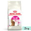 륫ʥ С  2kg ǭ ǭ 1212Фޤ 1С12Фޤ åȥա ɥ饤ա ˤ꤬ǭ ROYAL CANIN 