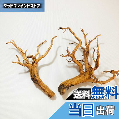 【送料無料】Goldlife 流木 中 Mサイズ 2本セット スマトラウッド インドネシア産 枝流木 アクアリウム テラリウム 水草水槽レイアウト 生け花 スケ...