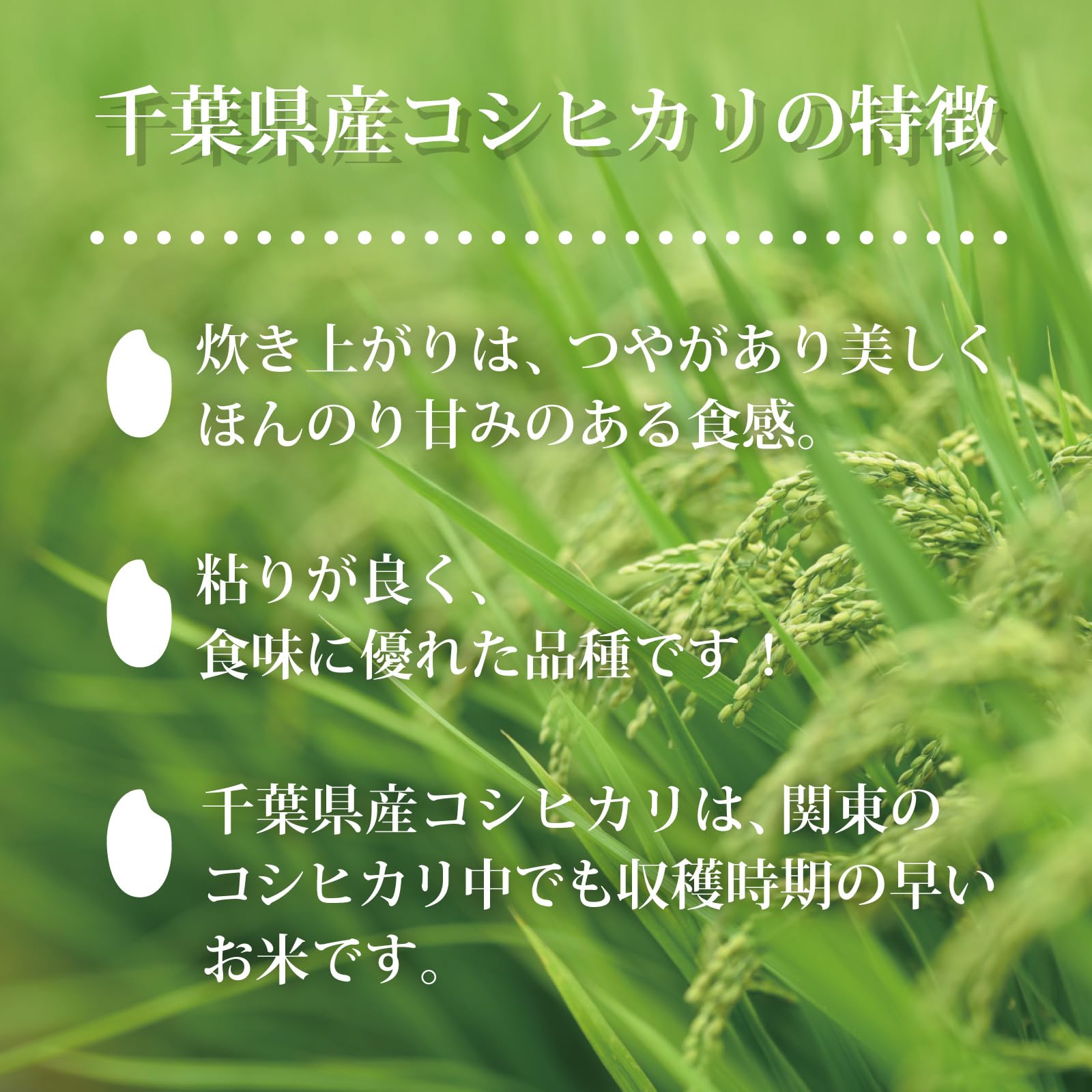 【送料無料】ミツハシ 【精米】 無洗米 千葉県産 コシヒカリ 5kg 令和7年産 goodfindstore-10178158 グッドファインドストア サンプル画像3