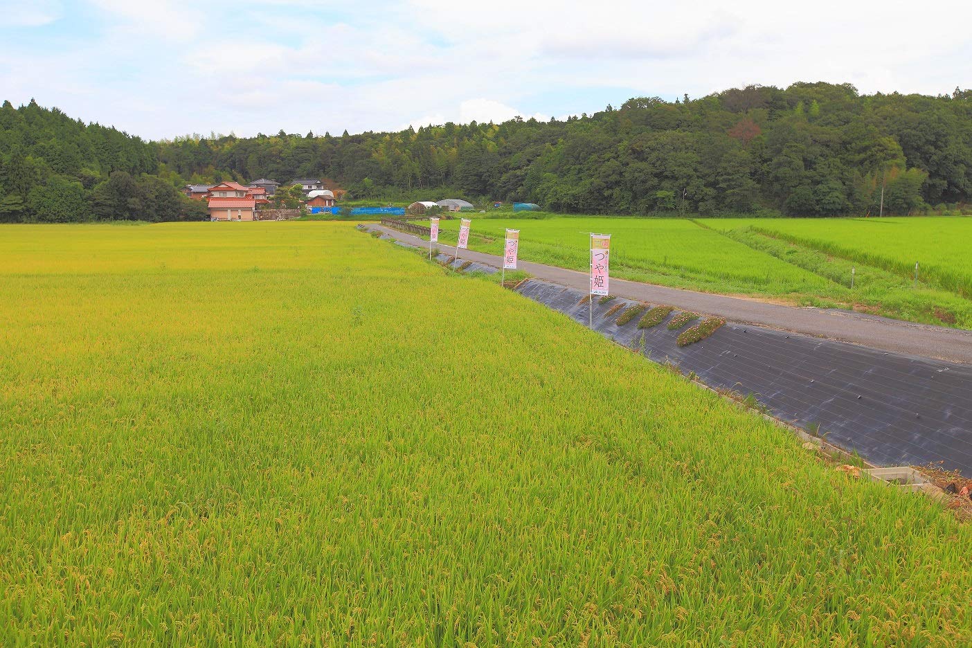 【送料無料】パールライス 島根県産 無洗米 きぬむすめ 5kg 令和7年産 goodfindstore-10179398 グッドファインドストア サンプル画像2