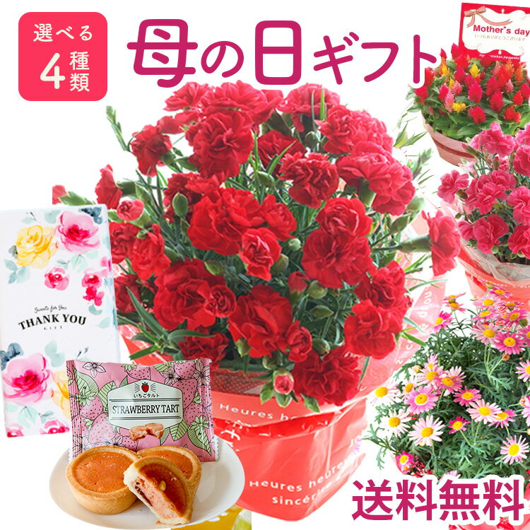 母の日 プレゼント 花 カーネーション 選べる花鉢 花とスイーツ ギフト 鉢植え 生花 5号 花ギフト スイーツセット 花とお菓子 洋菓子 苺 タルト マーガレット ケイトウ 50代 60代 70代 80代 ははの日 hahanohi フラワーキッチン 自由が丘 2025母の日 スイーツセットD FKHHのサムネイル