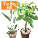 (観葉)パキラ7号+ストレリチアレギネ6号茶カゴセット パキラ ストレリチア レギネ 初心者 大型 セット 観葉植物 開店祝 お祝い ギフト インテリア おしゃ...