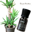 （観葉）【植物と肥料のセット】『 ユッカ 7号鉢 + evo 植物が元気になる肥料 85g 』 ユッカ 青年の木 evo 観葉植物 有機混合肥料 肥料 栄養剤 プレゼント FKTK