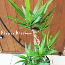 【青年の樹】ユッカ の鉢植え7号鉢 選べる観葉植物 【カゴ付き】【受け皿付き】育てやすい 季節の花鉢シリーズ 鉢植え 販売 誕生日 開店 引越し 祝い 引越し祝...