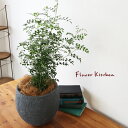 (観葉)『シマトネリコ 6号鉢 イノルガニックボウル ブラック鉢 ヤシ繊維・受け皿付』GF3301 植物と鉢カバーのセット 観葉植物 ギフト プレゼント グラス...