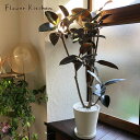 観葉植物 フィカス バーガンディ 8号鉢 【全国送料無料】ゴムの木 育てやすい 鉢植え 御祝 開店祝 開業祝 新築祝 引越祝 結婚祝 新生活 インテリア セラア...
